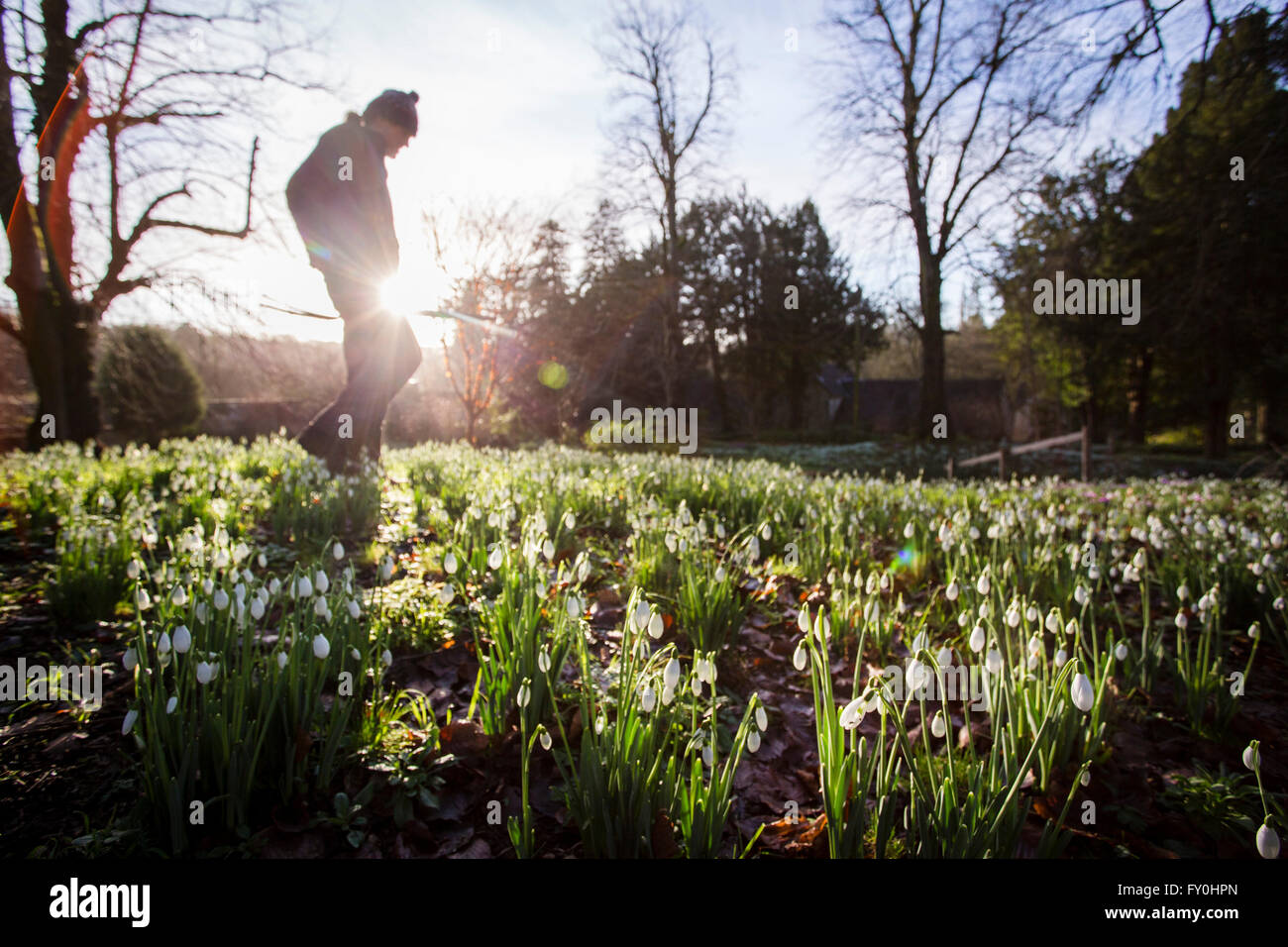 © Licensed to London News Pictures 28/01/2016, Cheltenham, UK. Colesbourne Park Snowdrop collection, near Cheltenham, UK opens its doors to the public this weekend January 30th. The Park contains over 250 rare and unusual varieties of snowdrop and is considered to be 'England's greatest snowdrop garden' (country life). Head Gardener Chris Horsefall makes final preperations to the gardens. Stock Photo