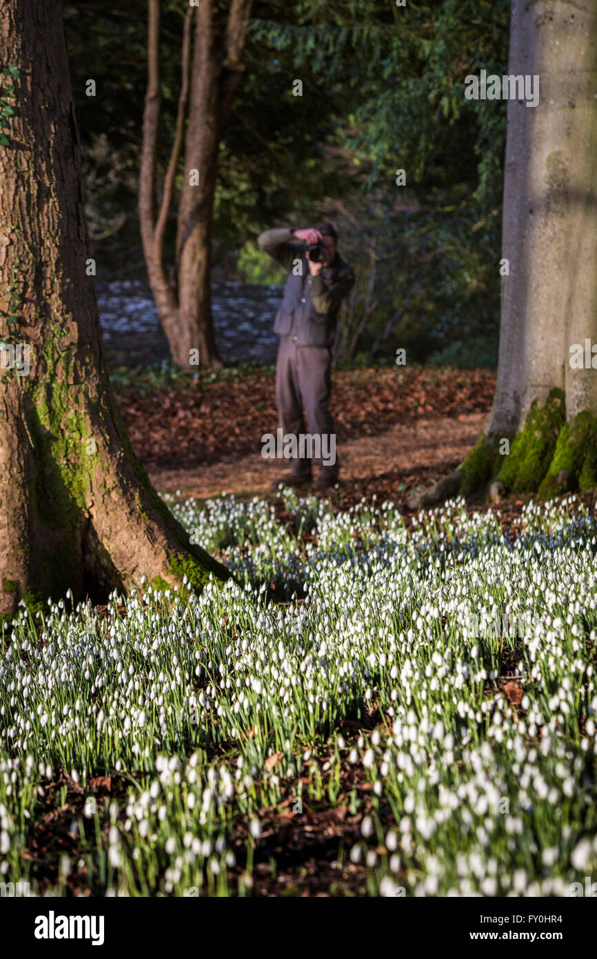 Colesbourne Park Snowdrop collection, near Cheltenham, UK opens its doors to the public this weekend January 30th. The Park contains over 250 rare and unusual varieties of snowdrop and is considered to be 'England's greatest snowdrop garden' (country life). Head Gardener Chris Horsefall takes some final pictures before the gardens open this weekend. Stock Photo