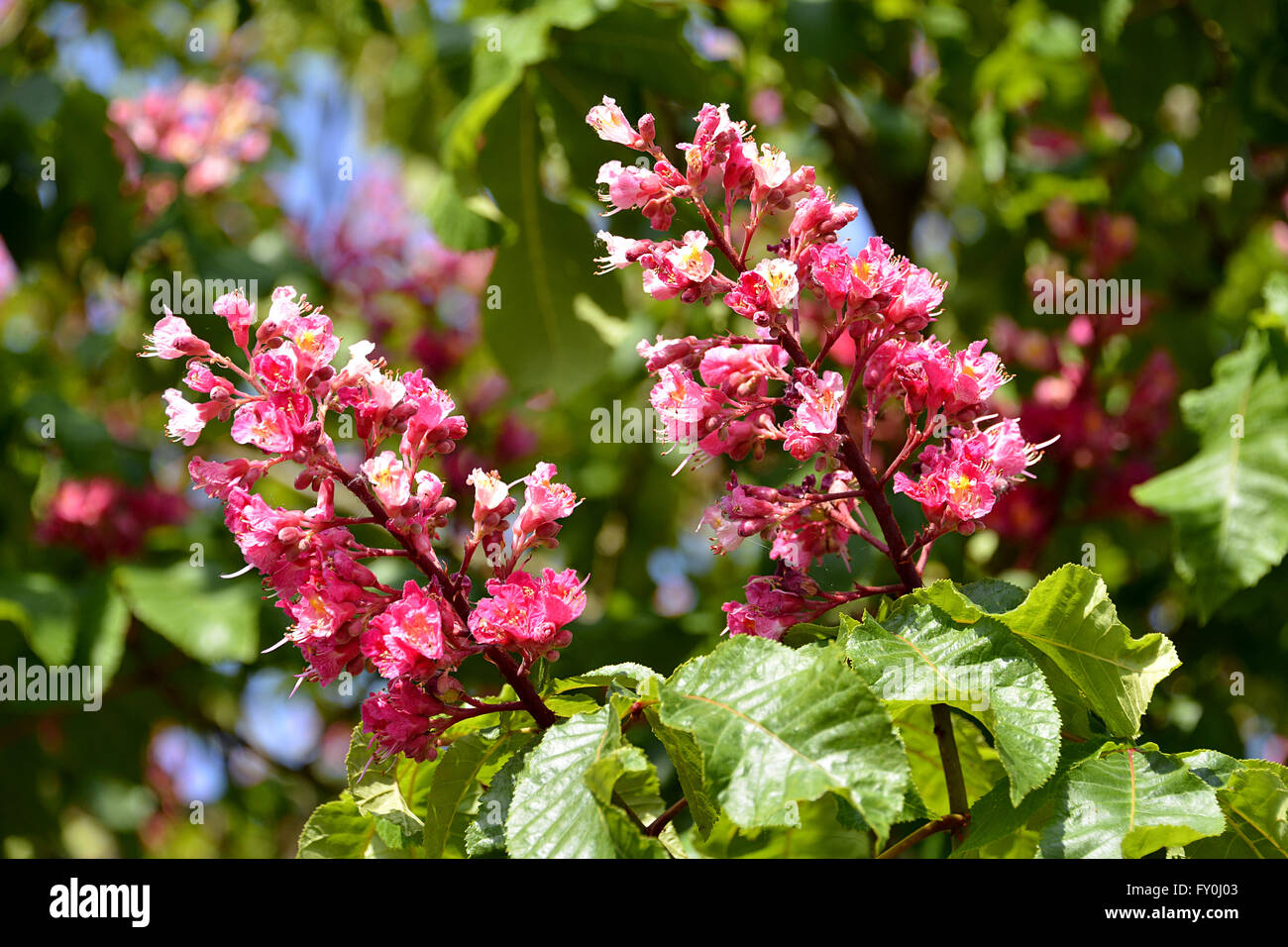 Closeup of two red flowers of buckeye (Aesculus genus) among the leaves Stock Photo