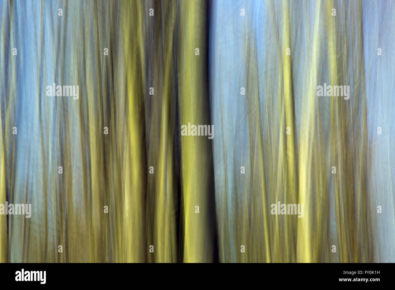 Abstract Beech trees Blickling Great Wood Norfolk Stock Photo
