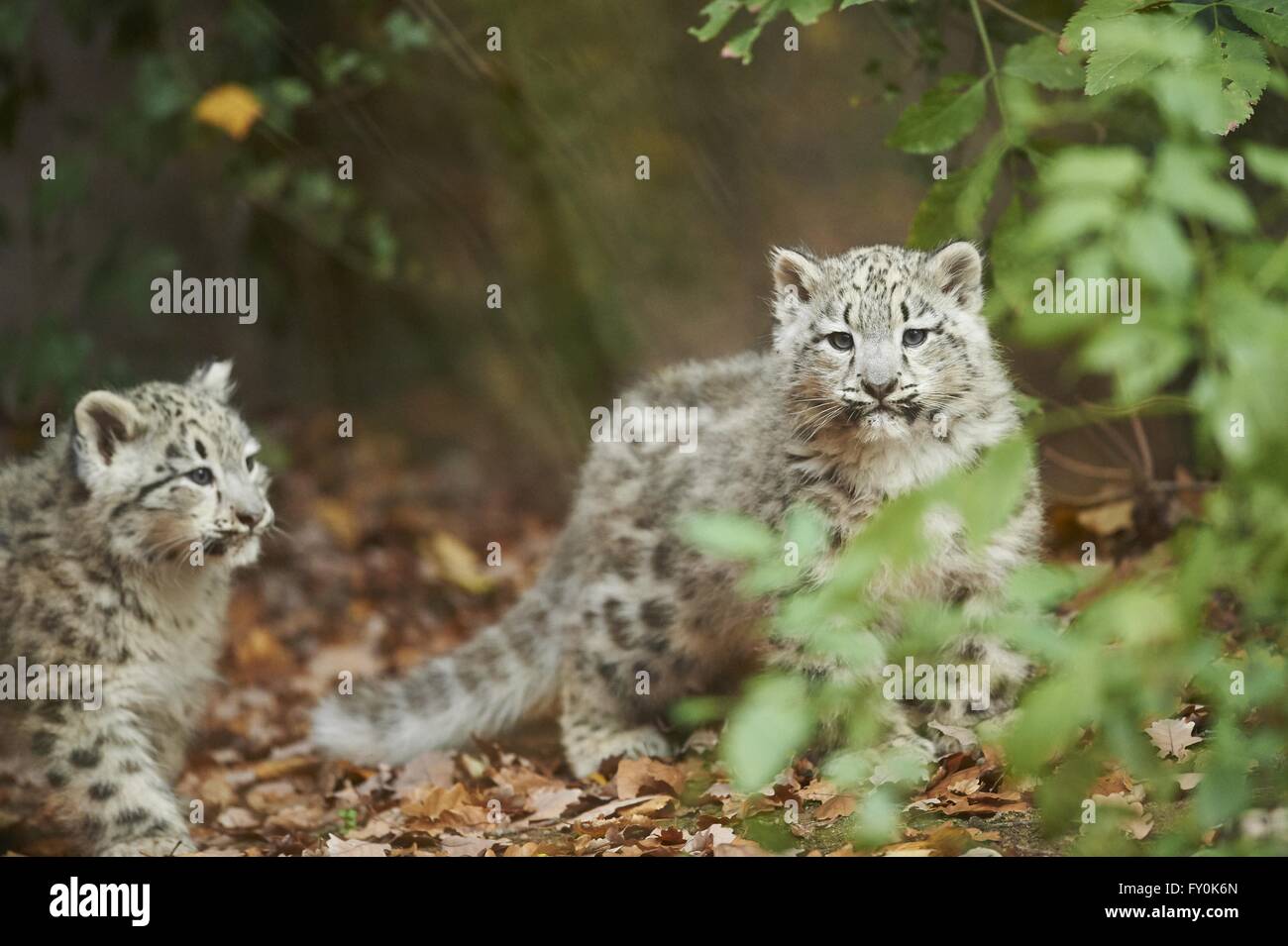 snow leopards Stock Photo