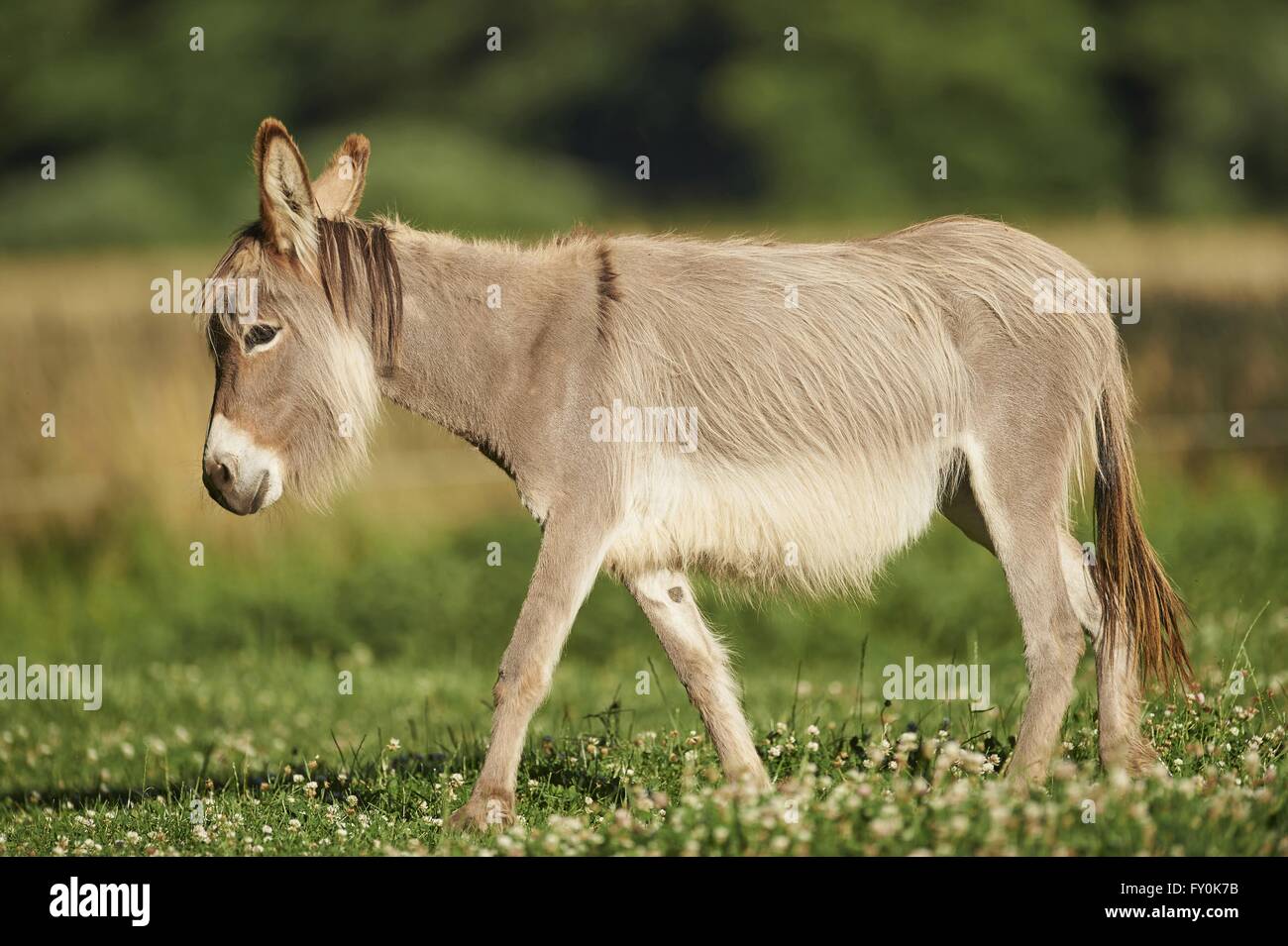 standard donkey Stock Photo Alamy