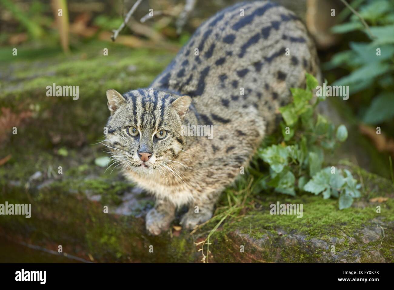 fishing cat Stock Photo