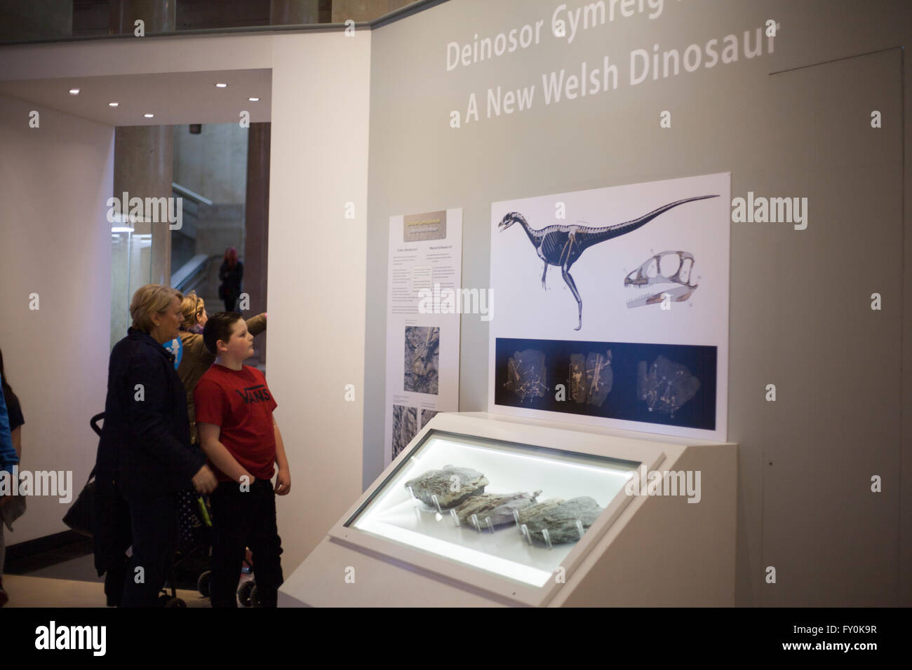 A newly discovered Welsh dinosaur fossil is put on display at the National Museum, Cardiff Stock Photo