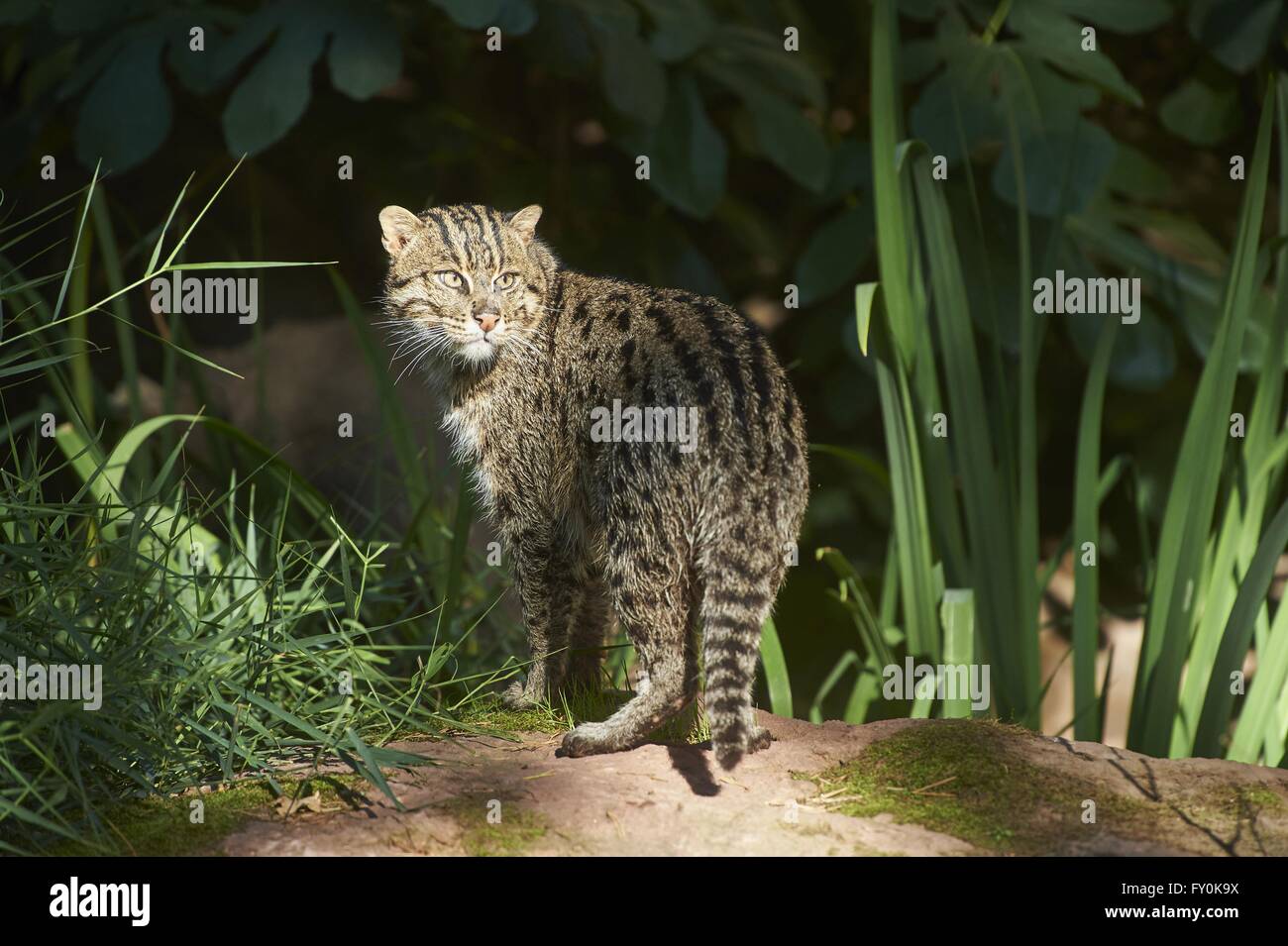 fishing cat Stock Photo