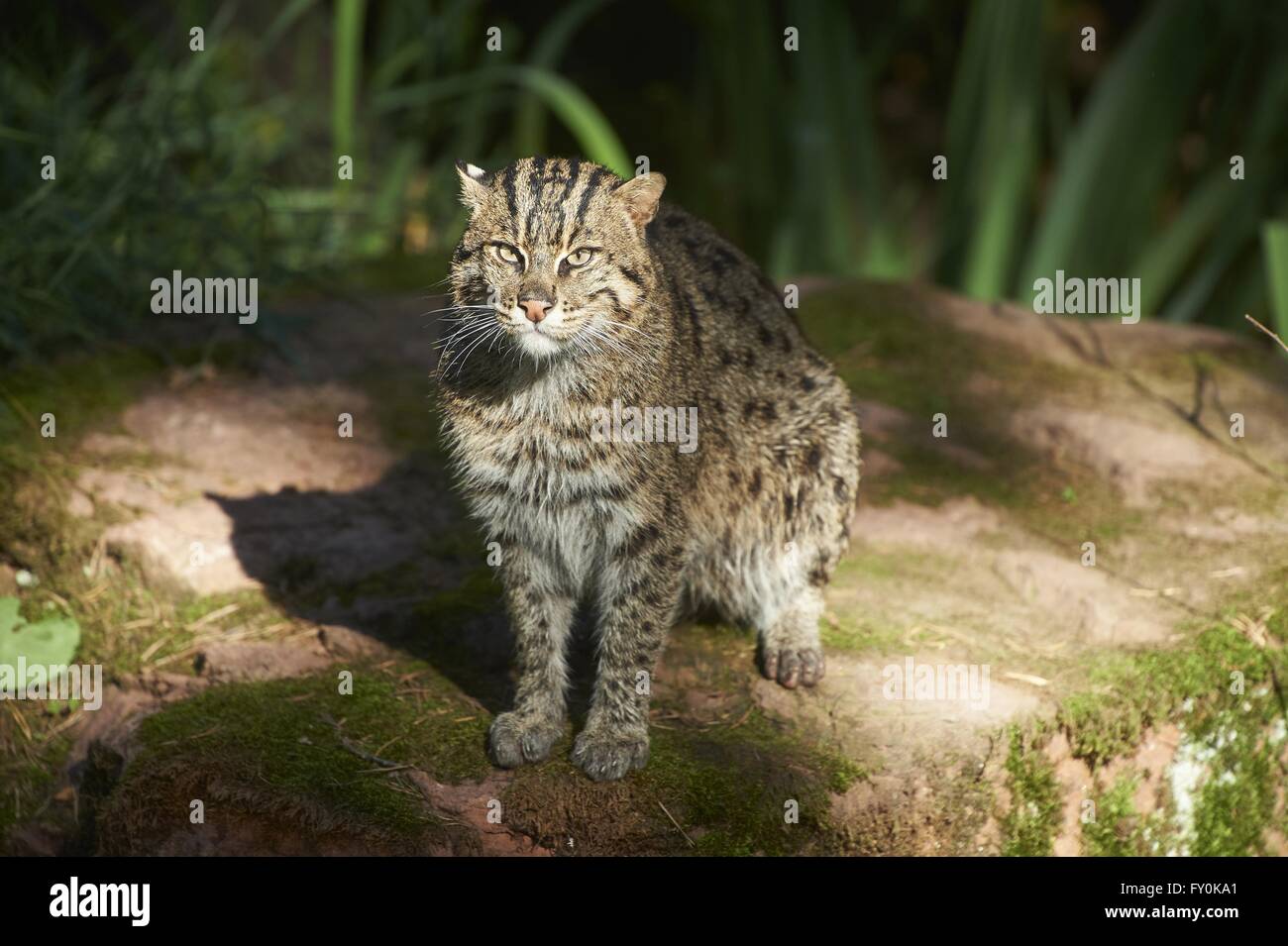 fishing cat Stock Photo