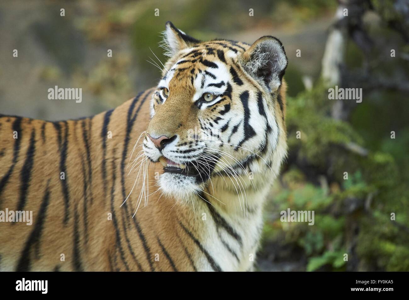 North china tiger hi-res stock photography and images - Alamy