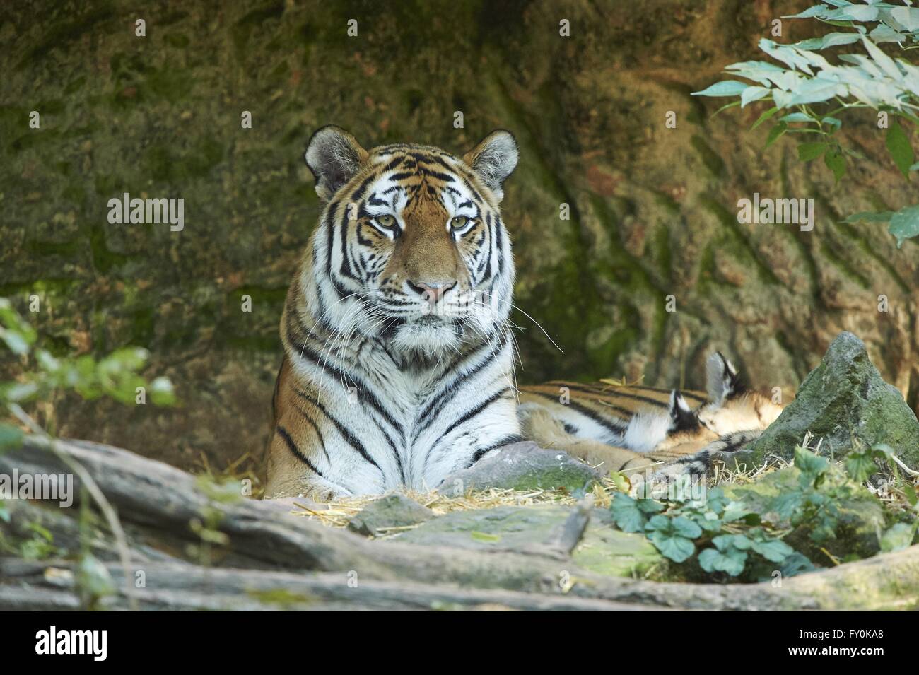 Amur tiger Stock Photo