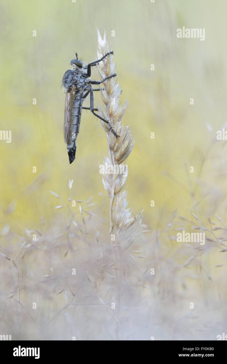 Downland Robberfly Stock Photo