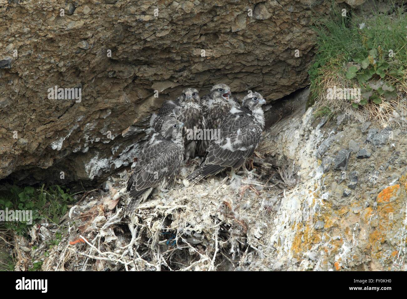 Gyrfalcons nest hi-res stock photography and images - Alamy