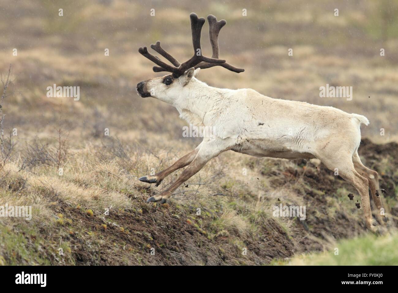 reindeer Stock Photo