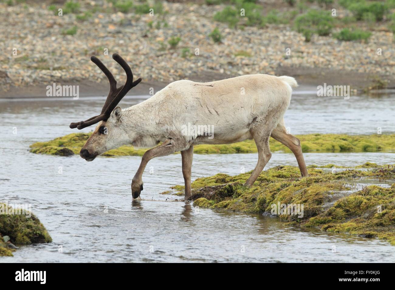 Reindeer side profile hi res stock photography and images Alamy Reindeer side profile hi res stock photography and images Alamy