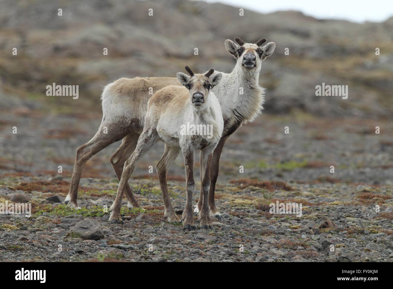 reindeer Stock Photo