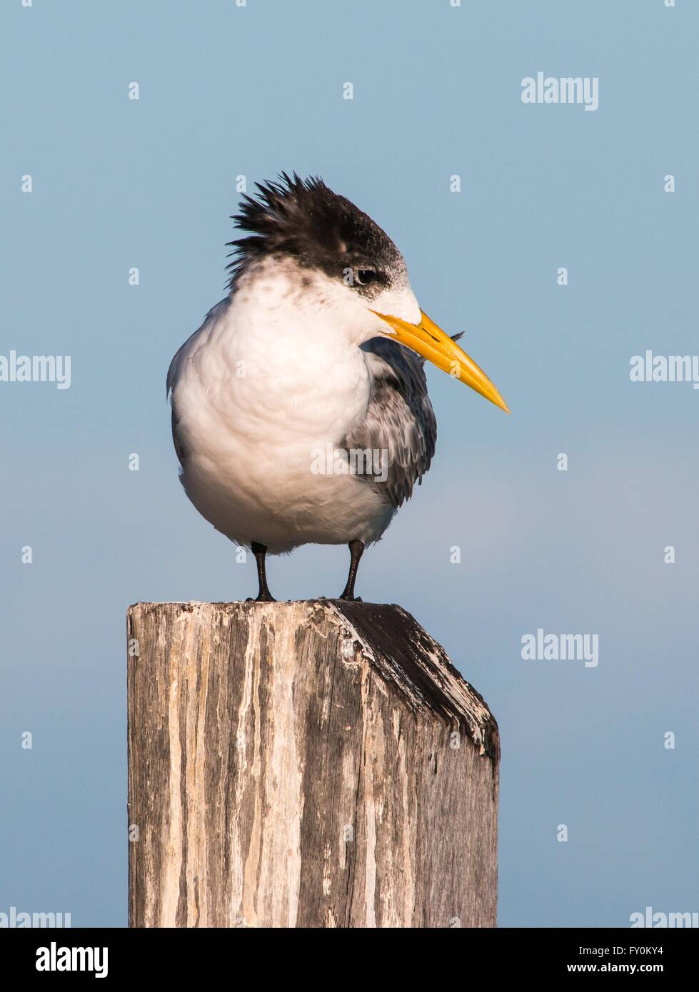 Greater Crested Tern Stock Photo
