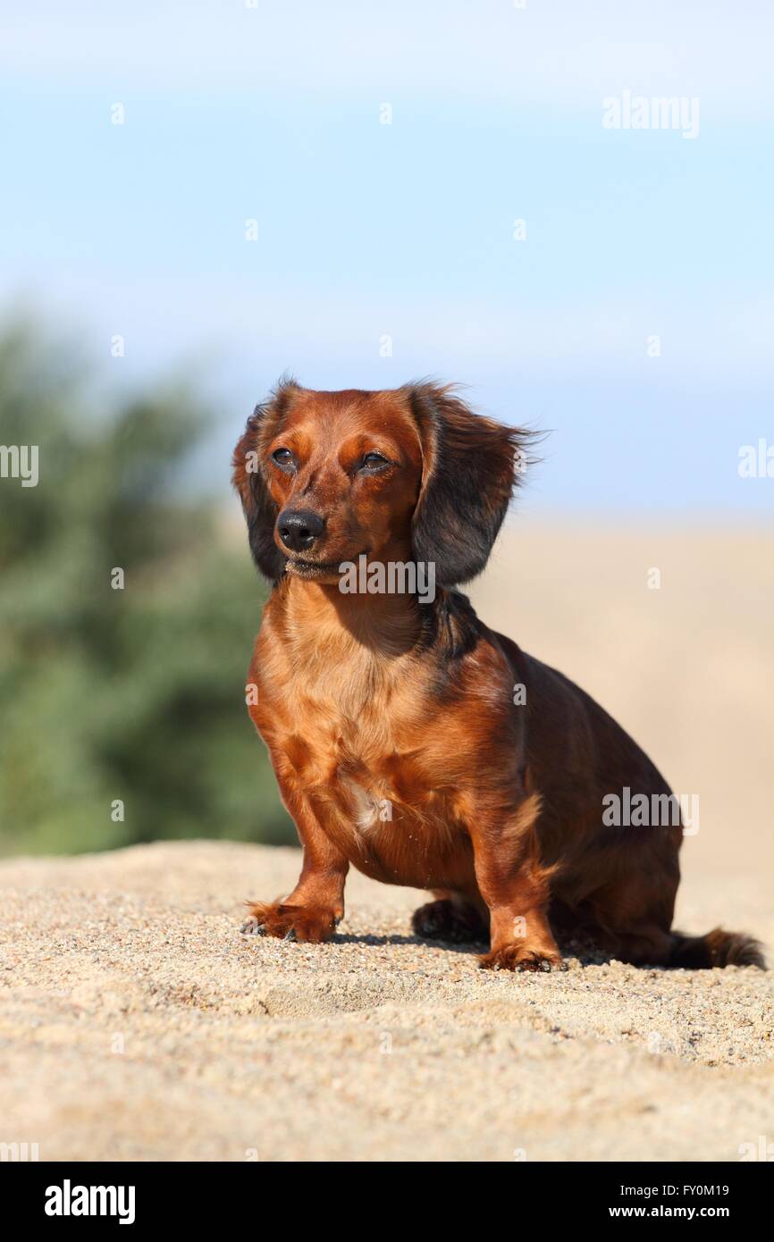 sitting American Miniature Dachshund Stock Photo