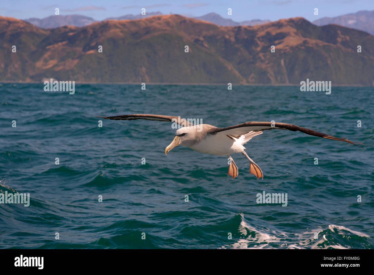 White capped Albatross Diomedea cauta Kaikoura Peninsula New Zealand Stock Photo