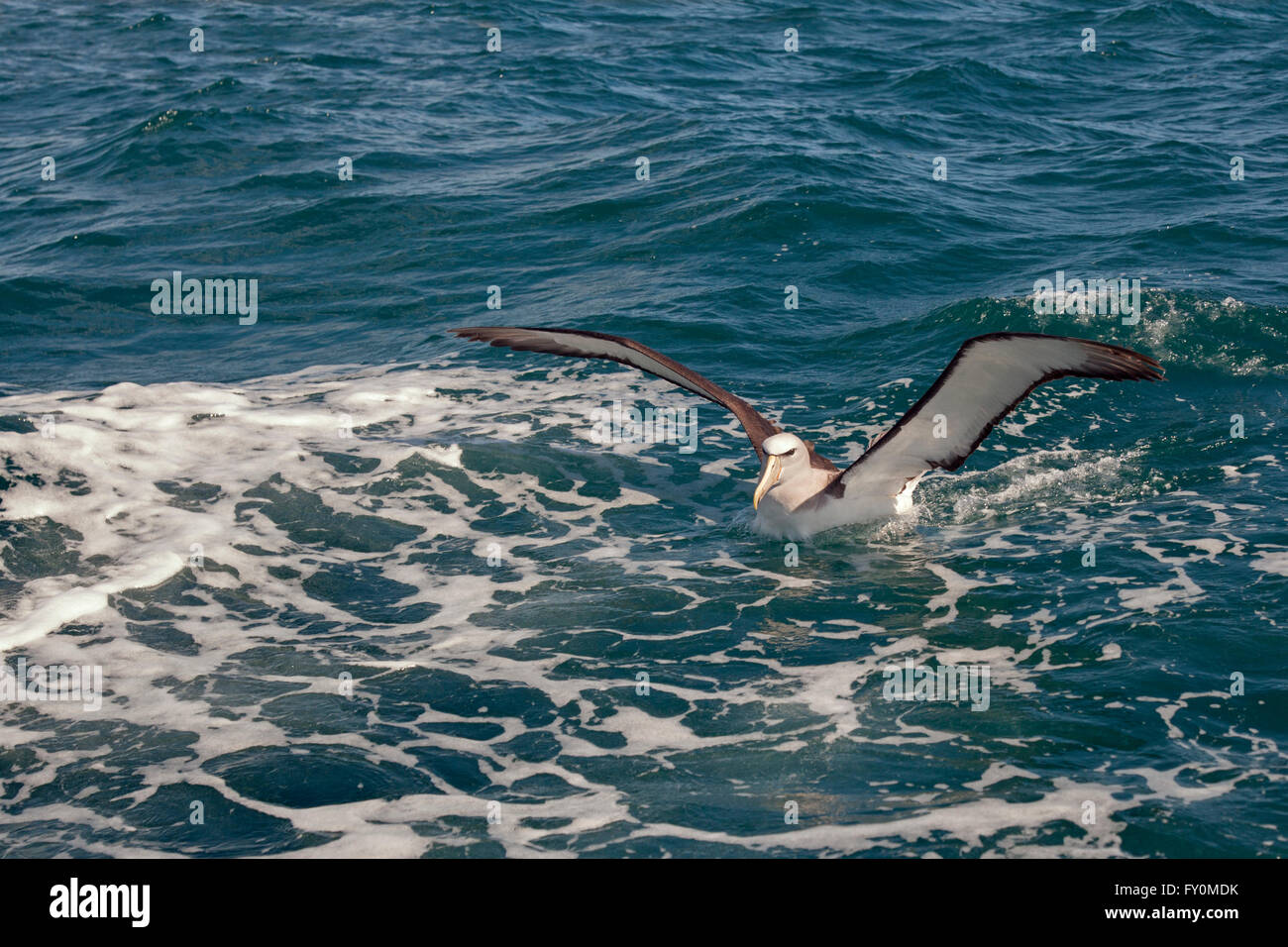 White capped Albatross Diomedea cauta Kaikoura Peninsula New Zealand Stock Photo