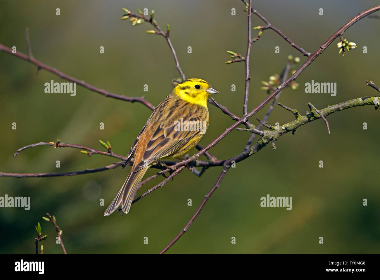 Yellowhammer Emberiza citrinella  perched in blackthorn hedge Stock Photo