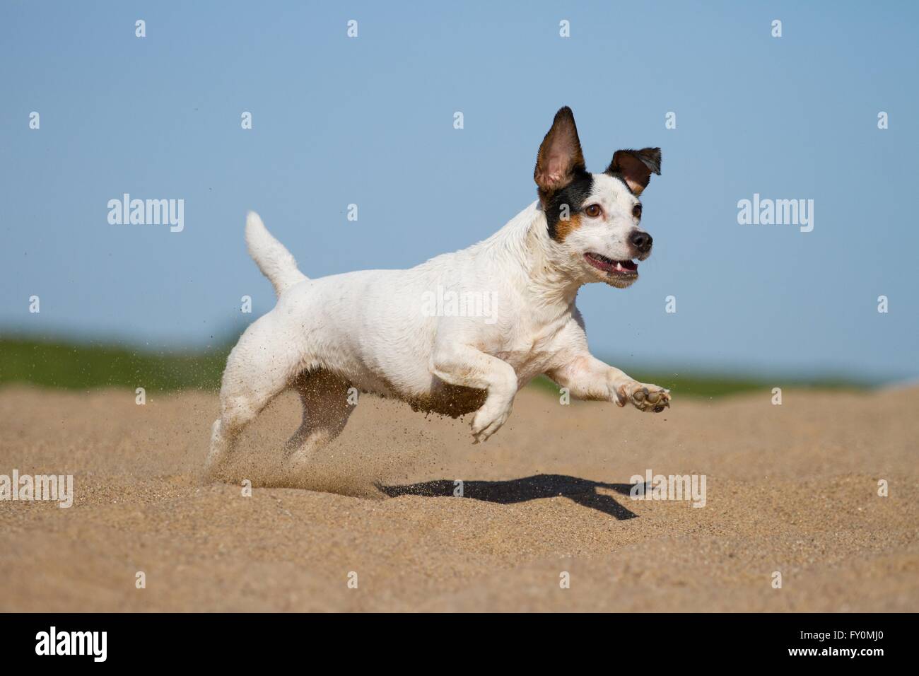 running Jack Russell Terrier Stock Photo Alamy