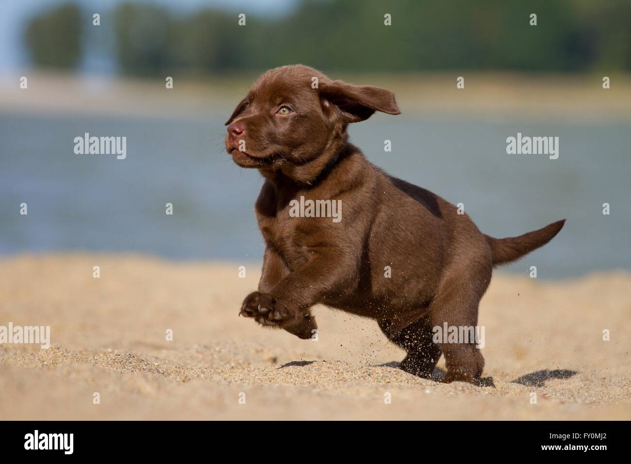 running Labrador Retriever Puppy Stock Photo Alamy