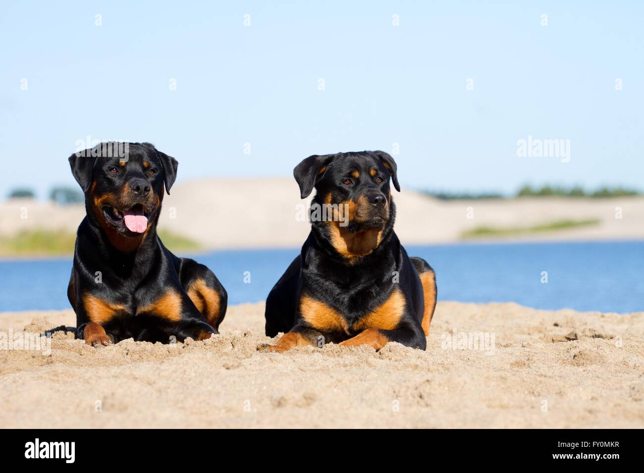 Two Happy Rottweilers Rottweilers Two Dog Rottweiler High Resolution Stock Photography and ...