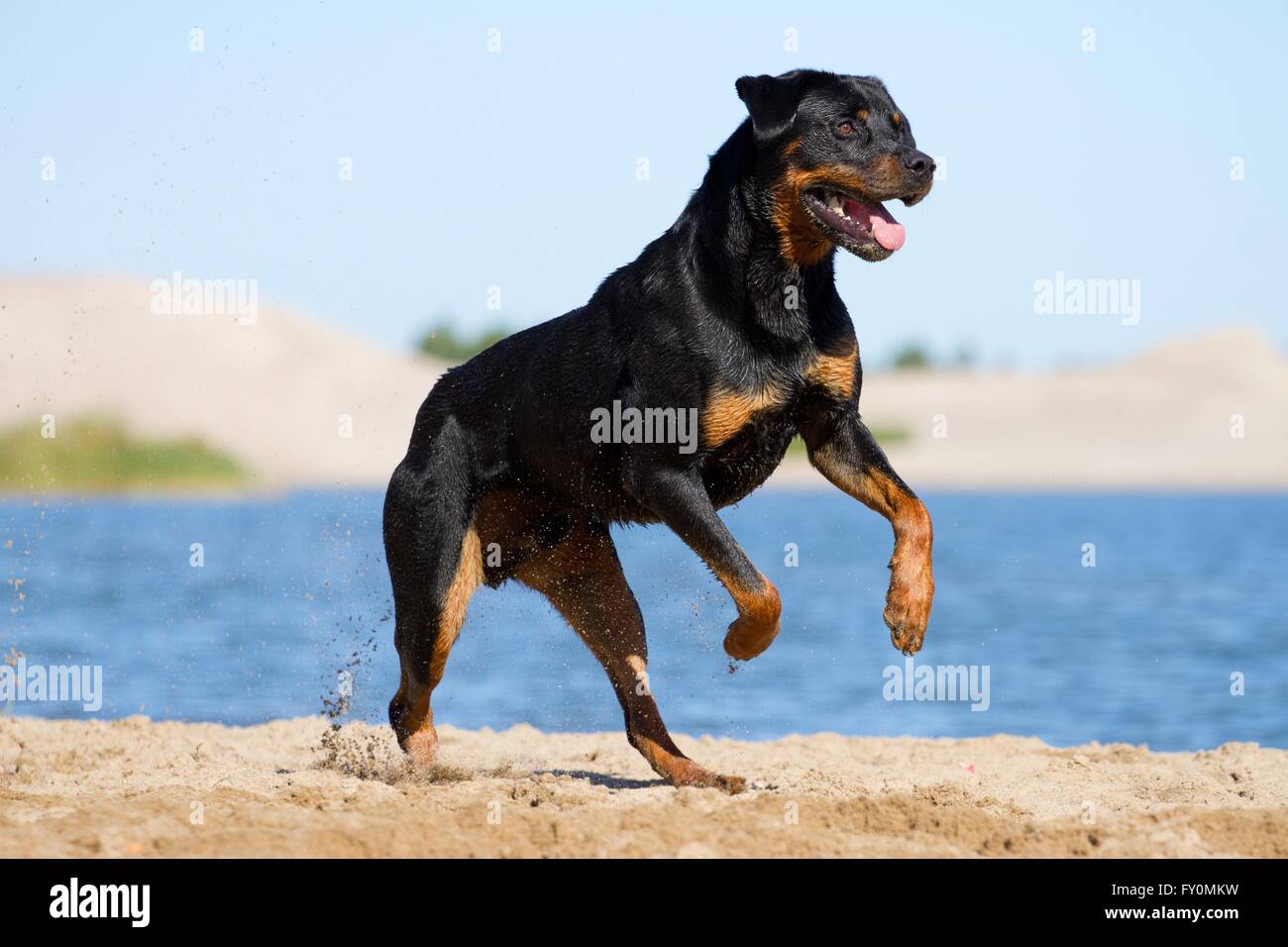running Rottweiler Stock Photo Alamy