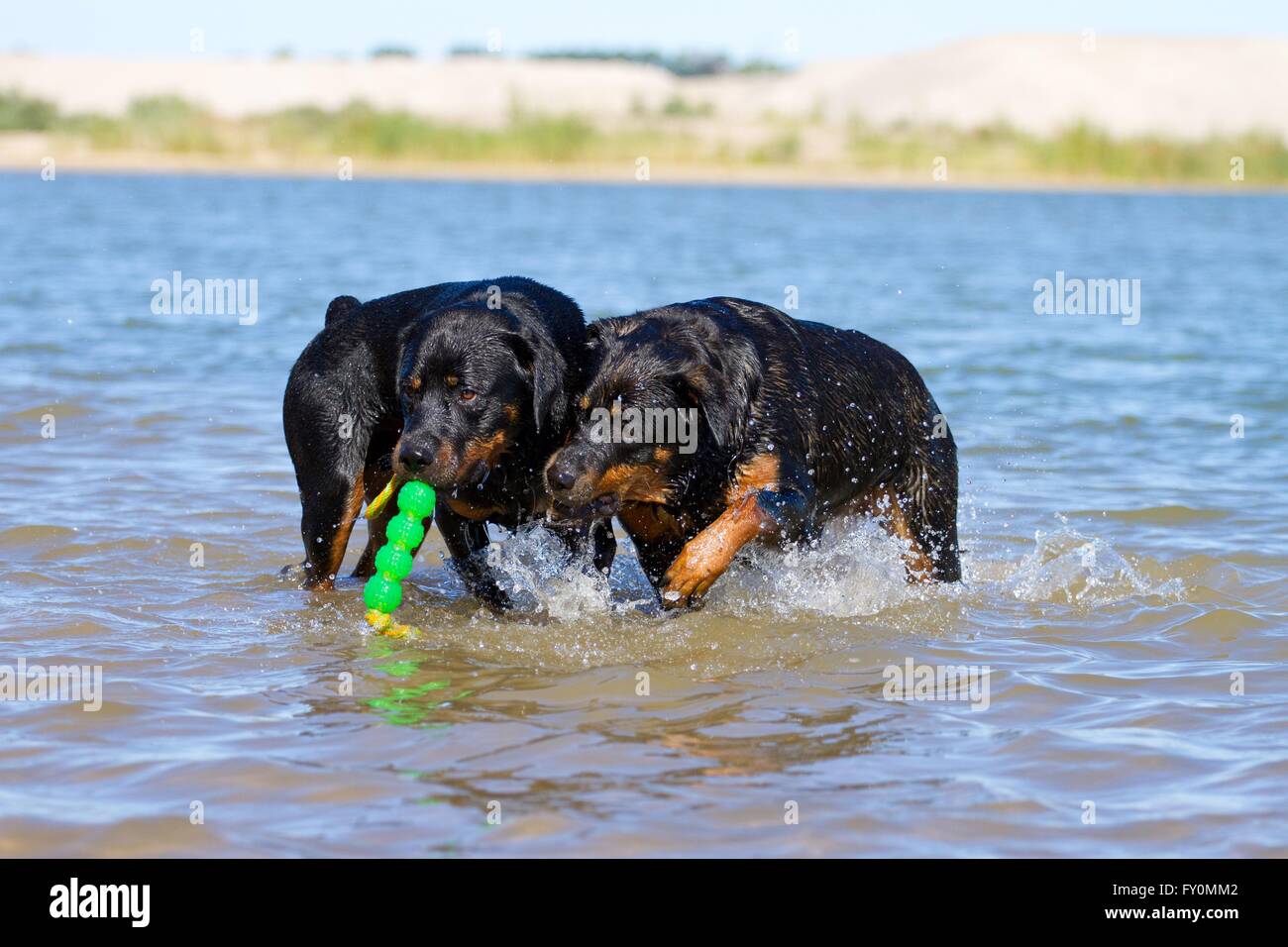 playing Rottweiler Stock Photo