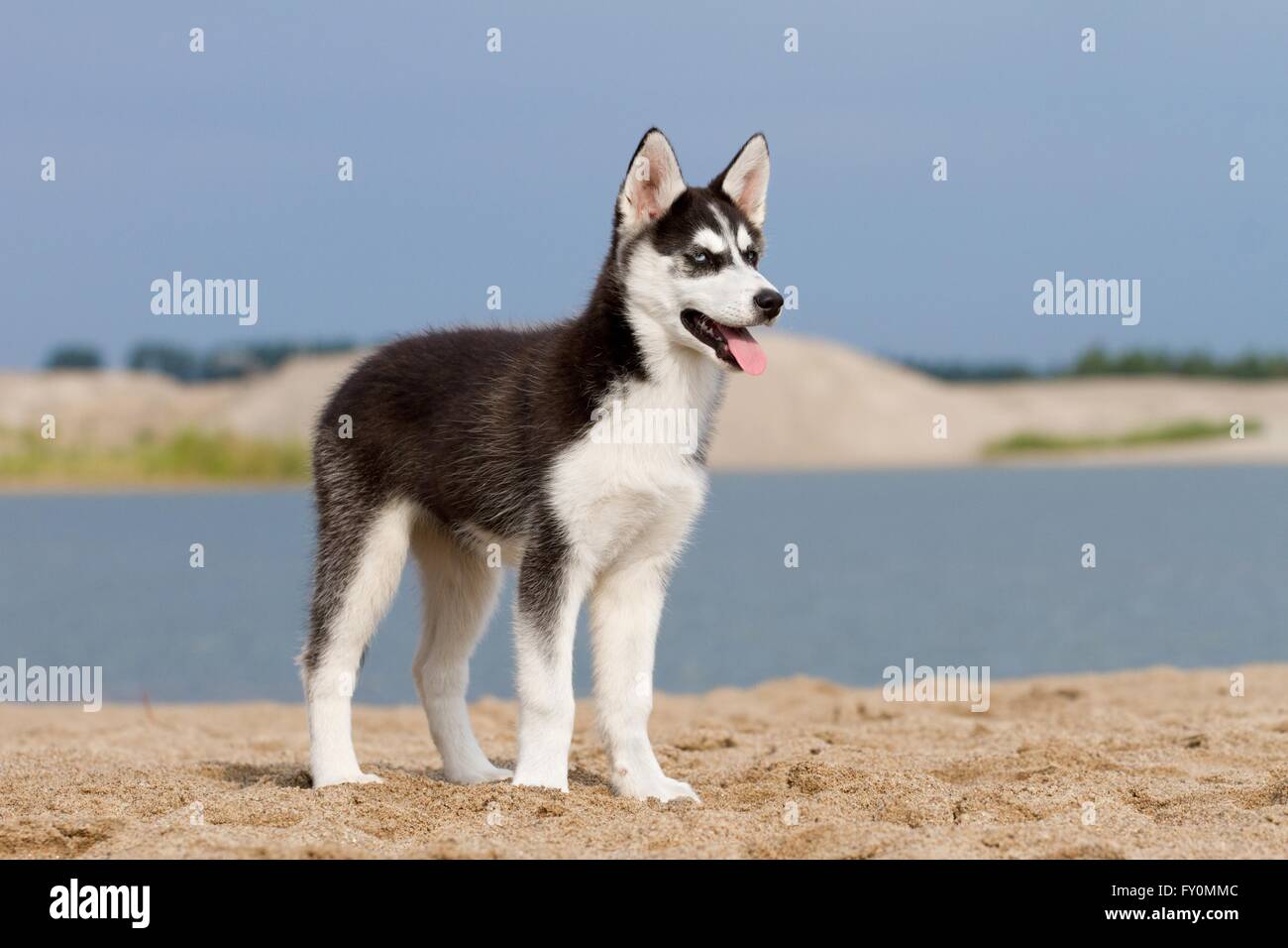 Siberian Husky Puppy Stock Photo