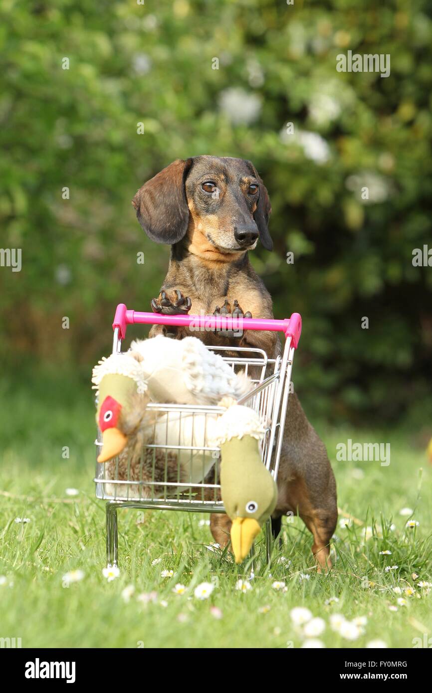 Dachshund with shopping cart Stock Photo Alamy
