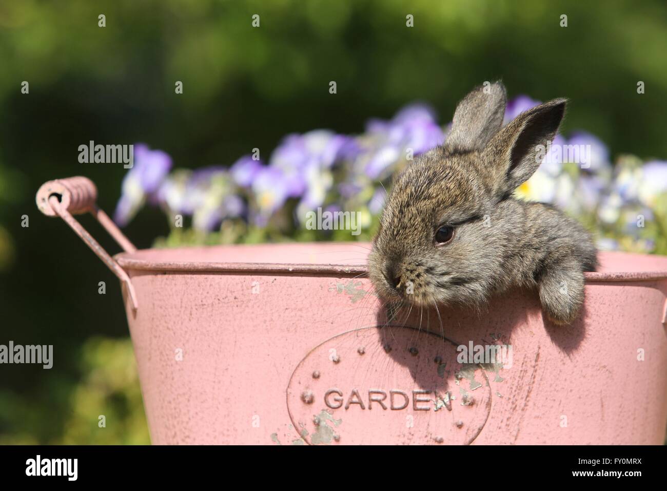 young rabbit Stock Photo