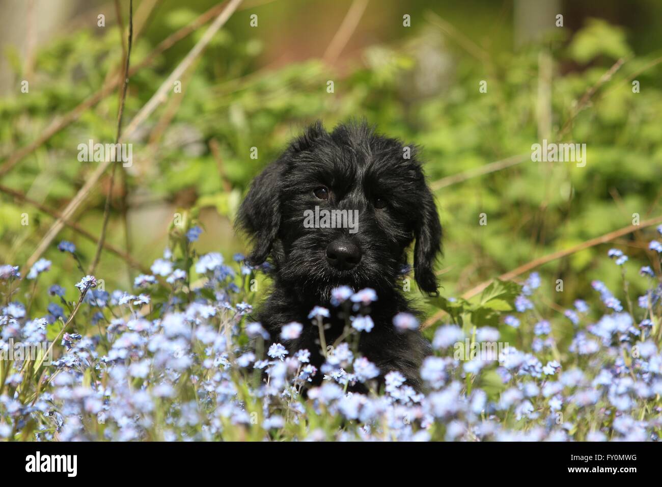 Giant Schnauzer Puppy Stock Photo - Alamy