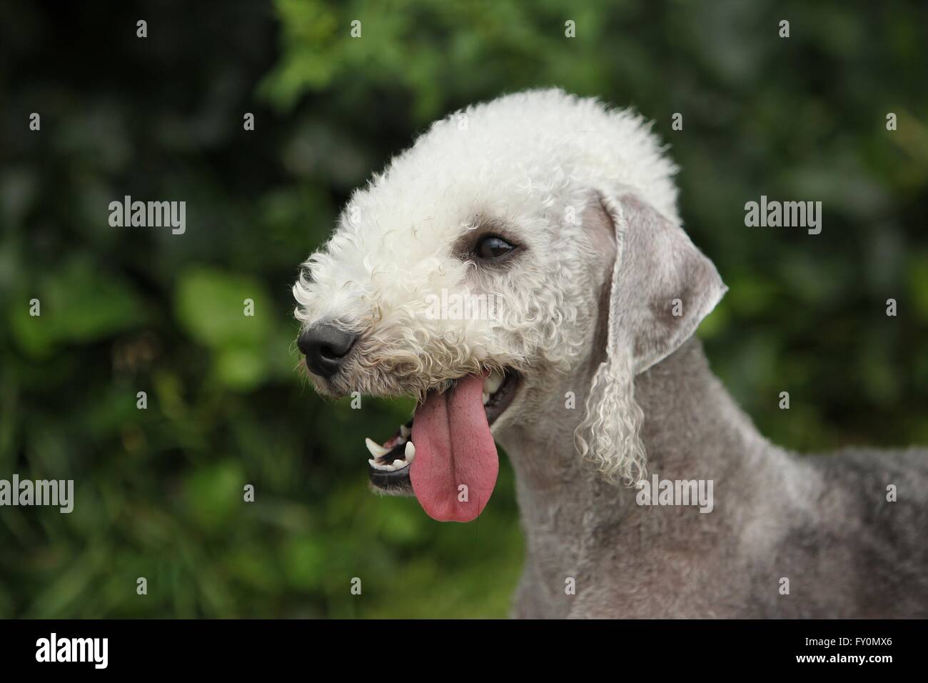 Bedlington Terrier Portrait Stock Photo - Alamy