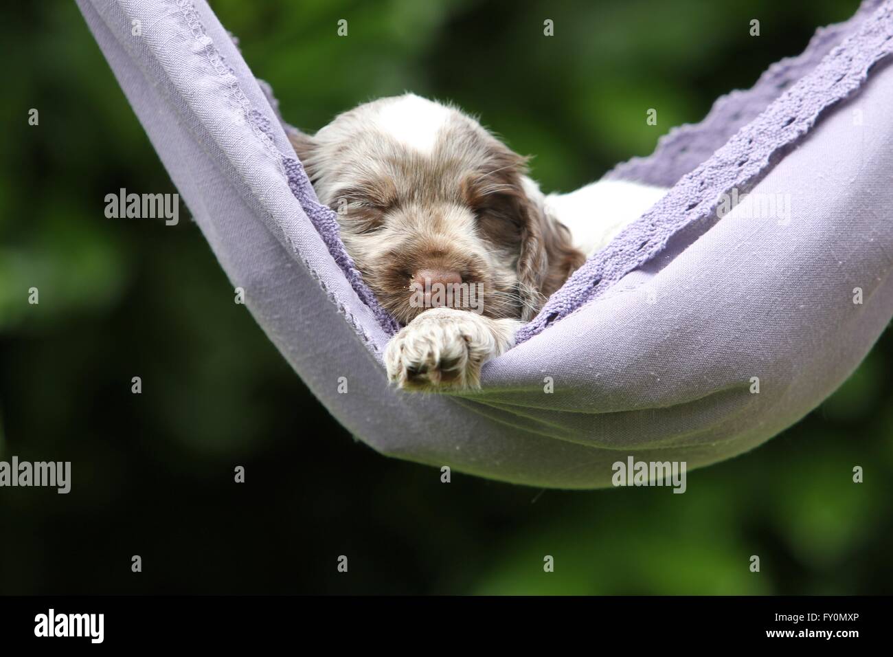 English Cocker Spaniel Puppy Stock Photo