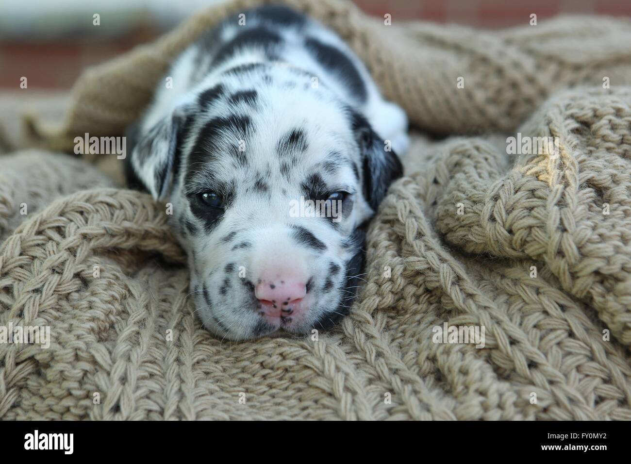 Great Dane Puppy Stock Photo