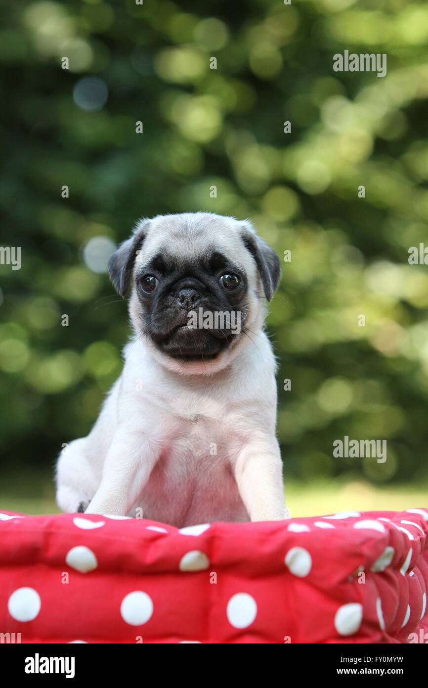 Baby pug hi-res stock photography and images - Alamy