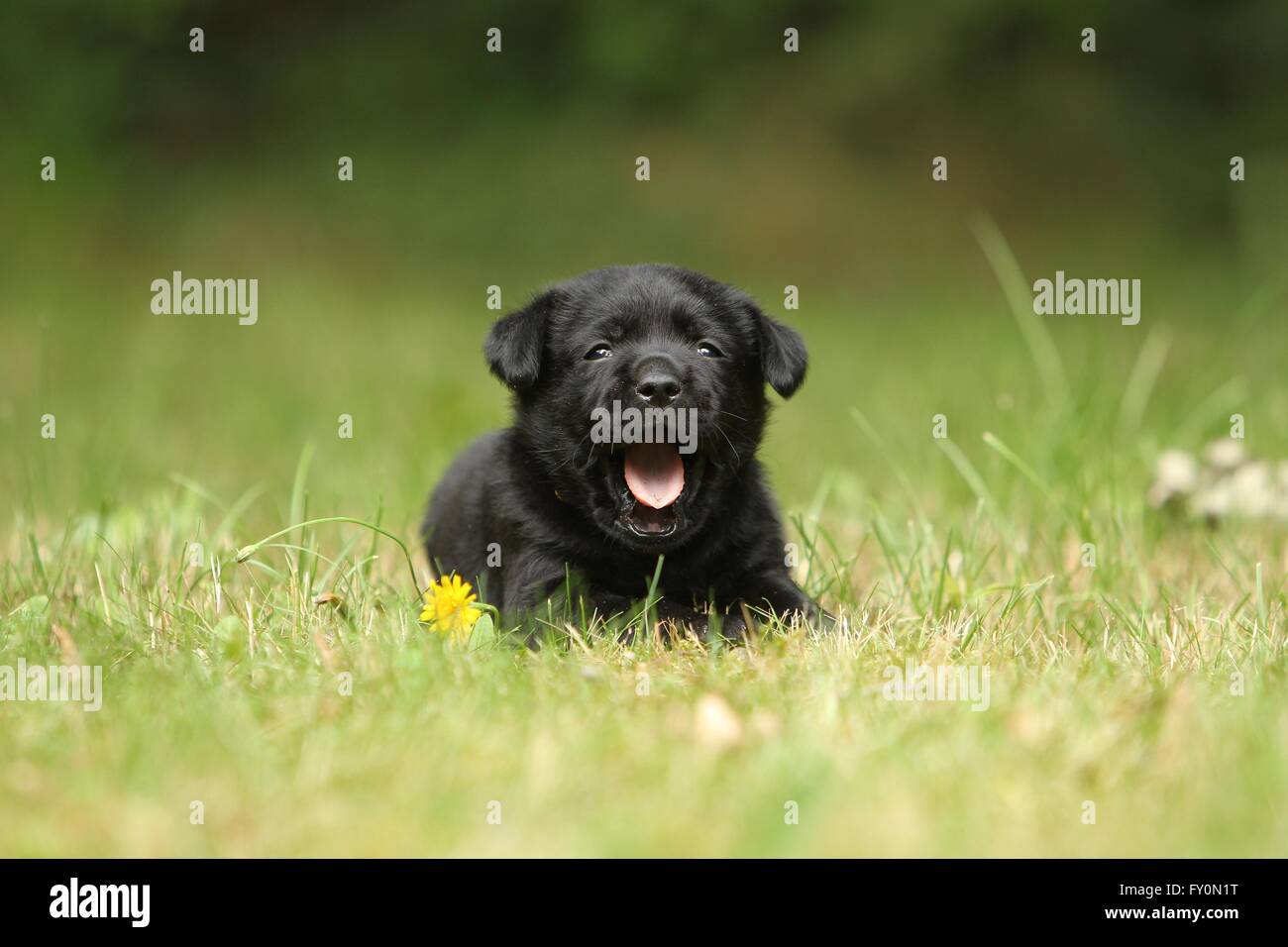 Labrador Retriever Puppy Stock Photo