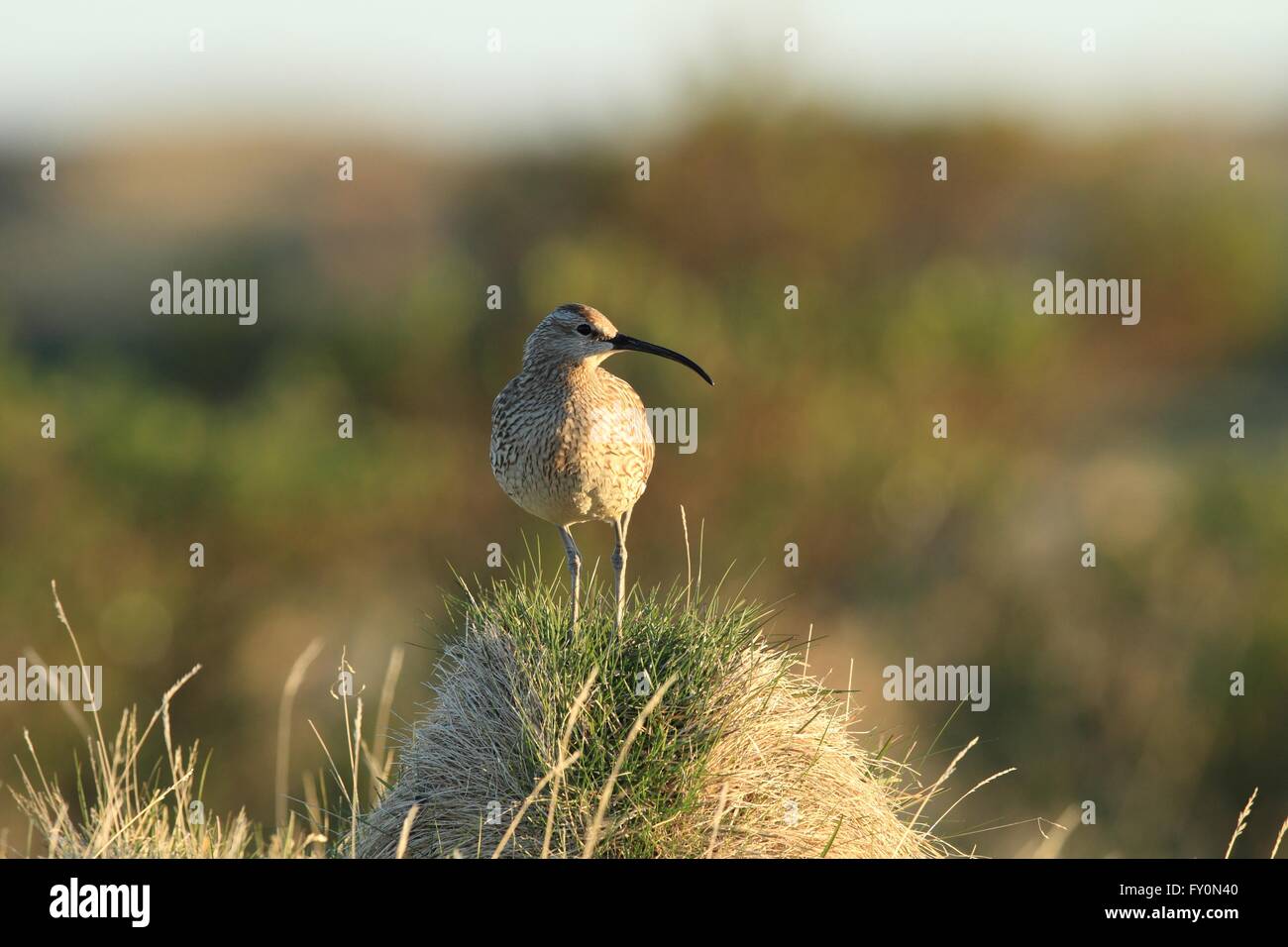 Whimbrel Rspb Whimbrels hi-res stock photography and images - Alamy