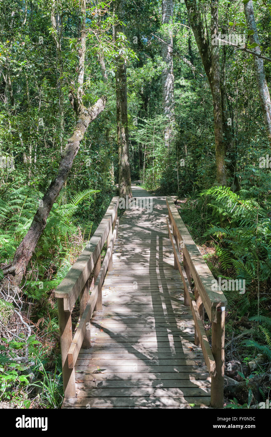 Bridge on the trail to the 1000 year old yellowwood tree in the Tsitsikama Forest near Storms River in the Eastern Cape Province Stock Photo