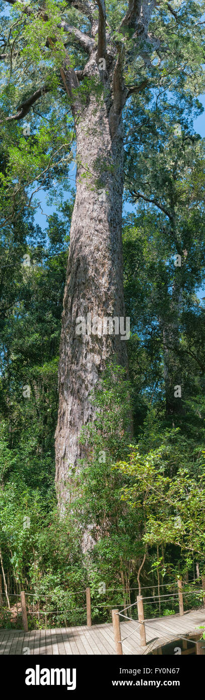 A 1000 year old yellowwood tree in the Tsitsikama Forest near Storms River in the Eastern Cape Province of South Africa Stock Photo