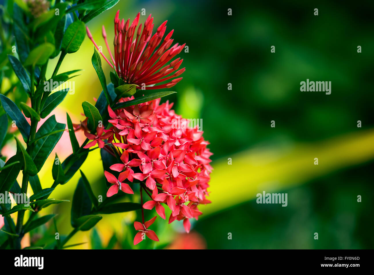 Ixora coccinea tropical flower Trinidad and Tobago gardening Stock Photo