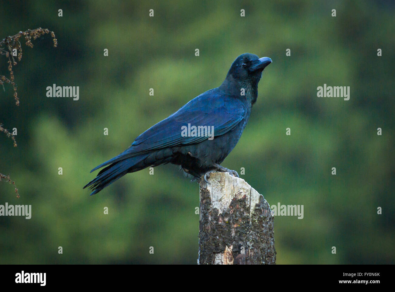 Large-billed Crow (Corvus macrorhynchos) perched on a pole in the Phobjikha Valley, Bhutan Stock Photo
