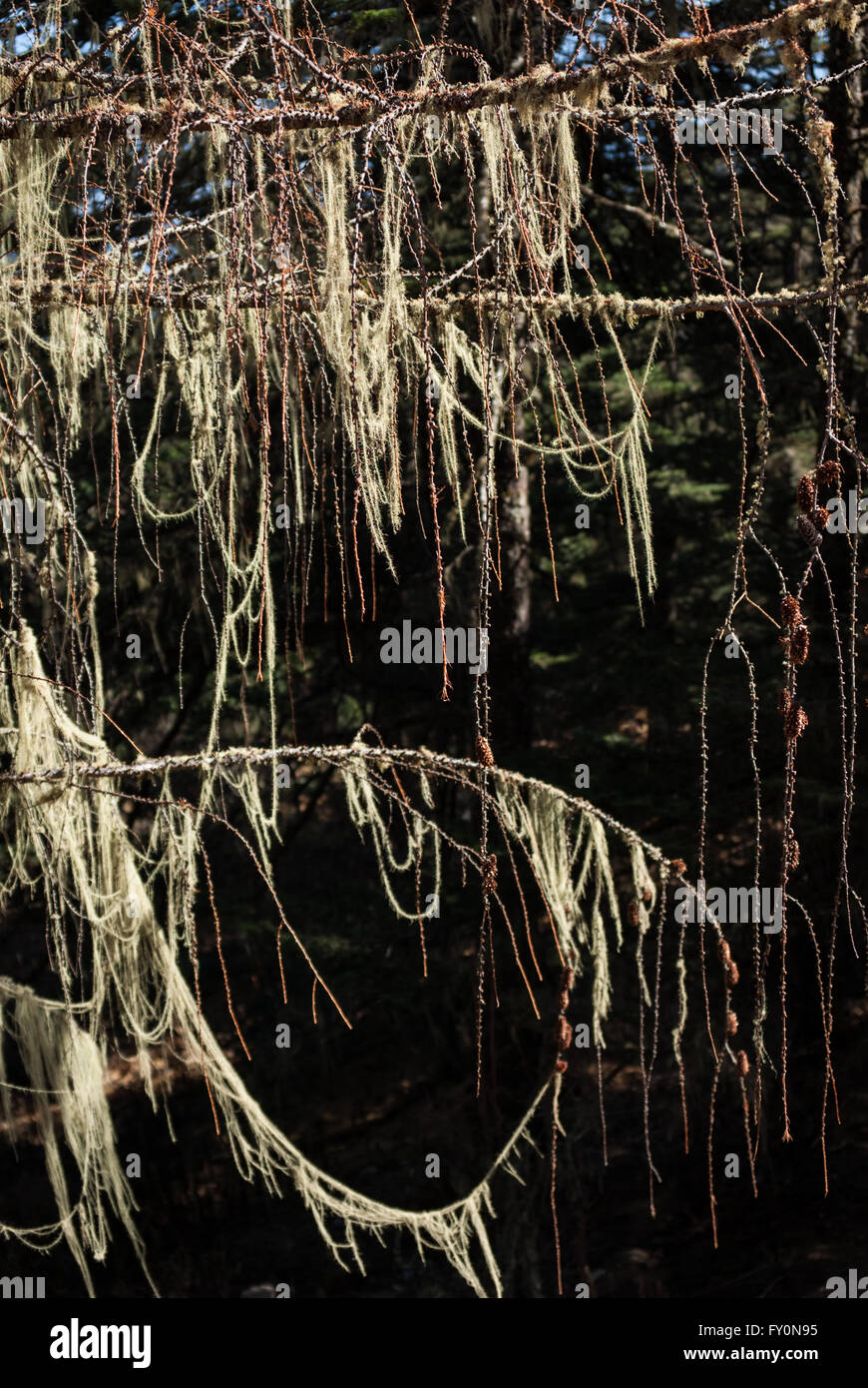 Hemlock tree hires stock photography and images Alamy