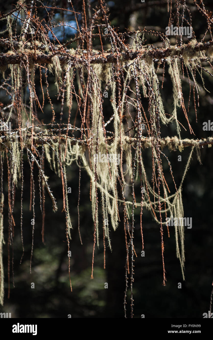 Hemlock tree hires stock photography and images Alamy