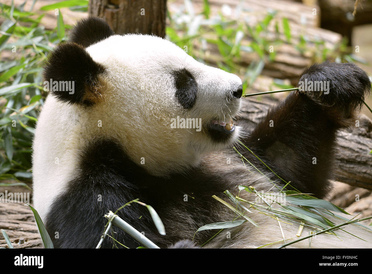 Closeup of Giant panda (Ailuropoda melanoleuca) eating bamboo Stock Photo