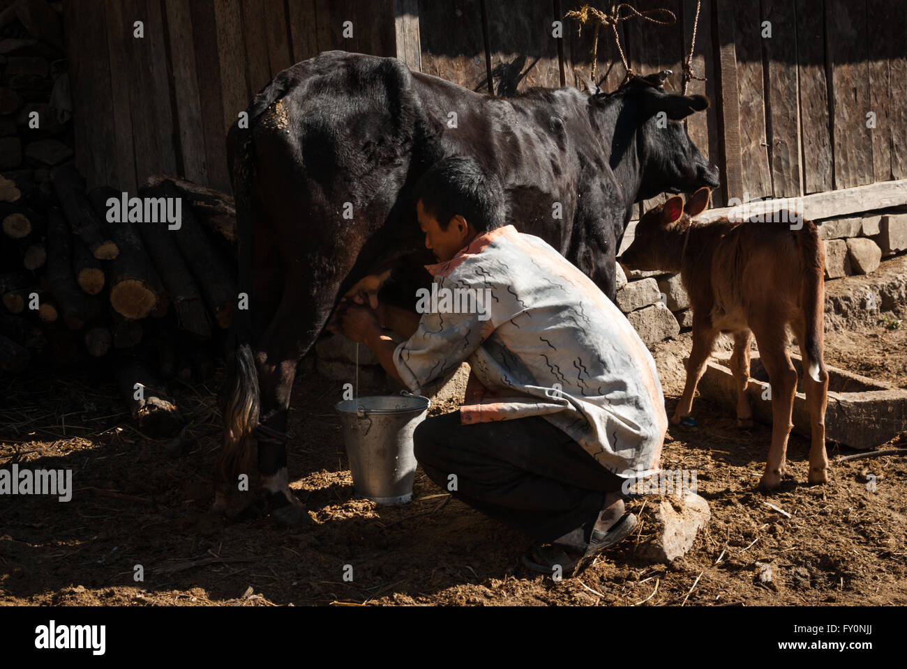 Man milking a cow by hand in Nabji Village in southern Bhutan while her calf stands to the side. Stock Photo