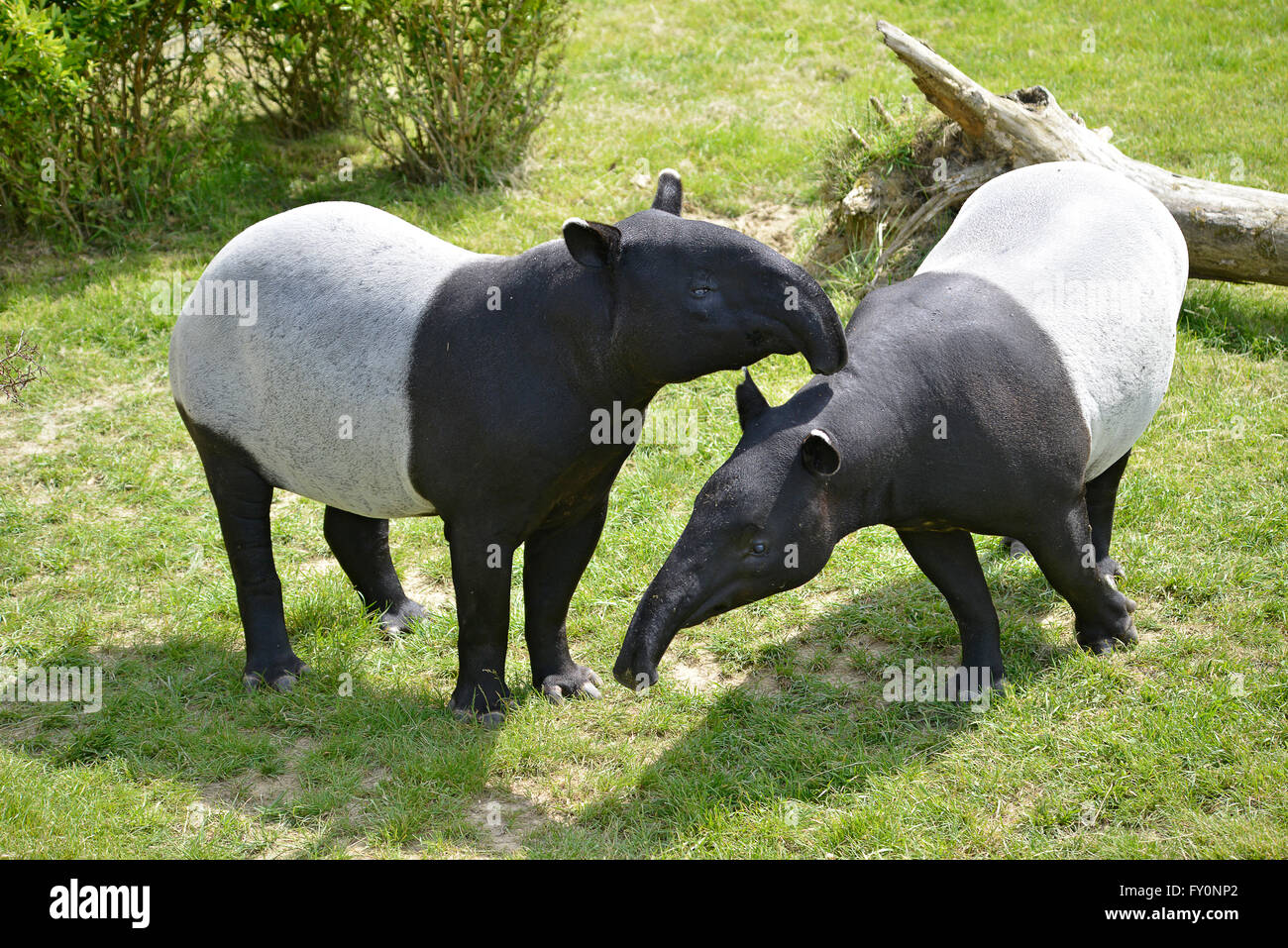 Two Malayan tapirs (Tapirus indicus) on grass Stock Photo