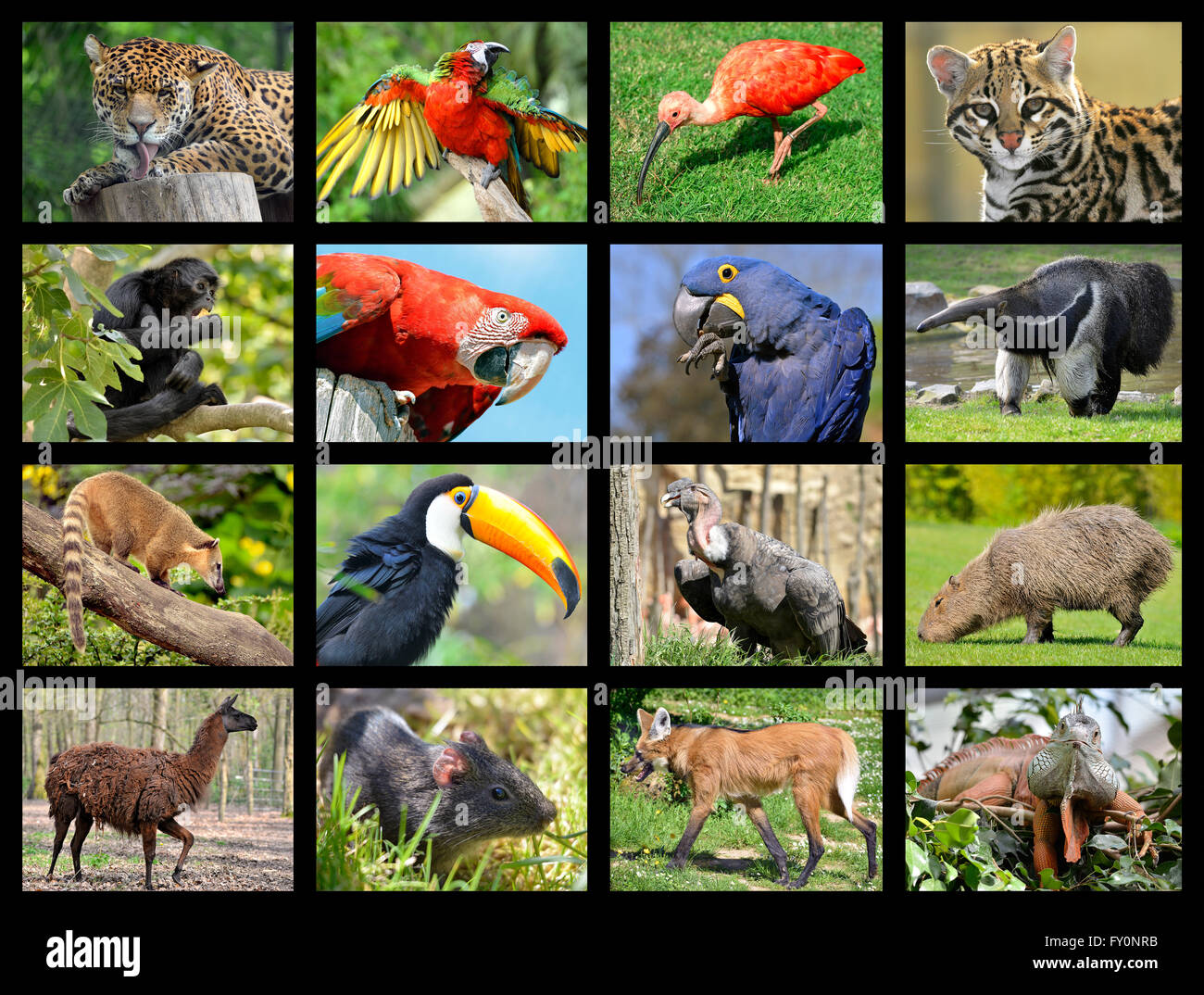 Sixteen Mosaic Photos Of South American Animals Stock Photo Alamy