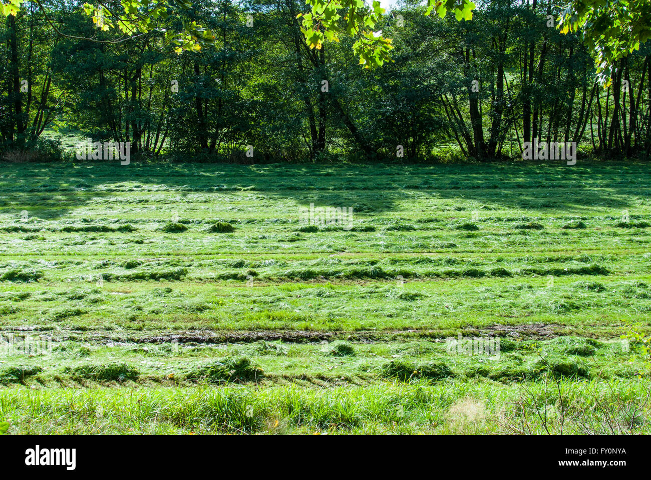 Fresh mowed grass in a meadow in autumn Stock Photo