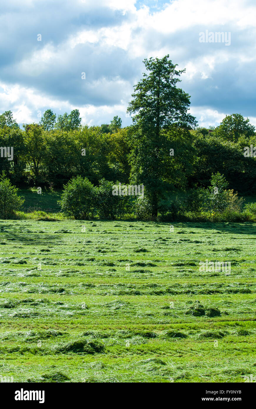 Fresh mowed grass in a meadow in autumn Stock Photo