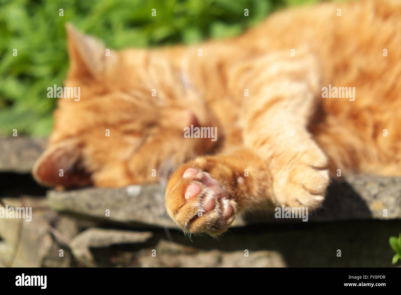 Ginger cat fast asleep in the garden focus on the cats front paw Stock Photo